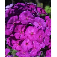 Флокс Phlox Отелло